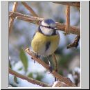 Parus caeruleus - Blaumeise 01.jpg